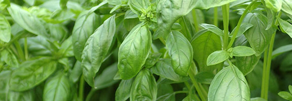 Basilic